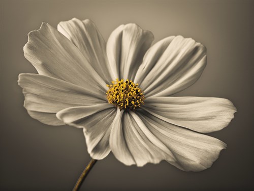 Cosmos Echo - Assaf Frank