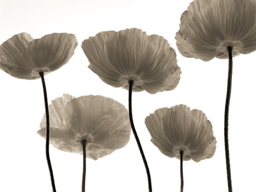 Poppy Heights - Assaf Frank
