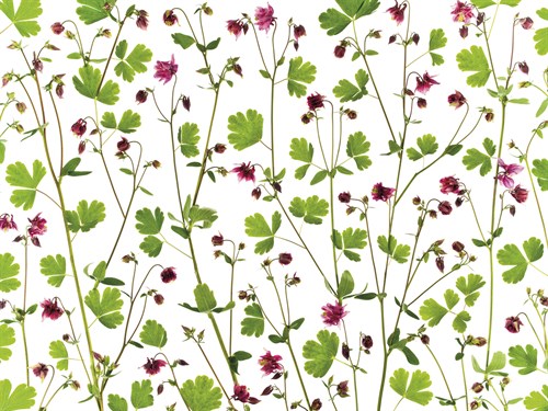 Pressed Aquilegia - Assaf Frank