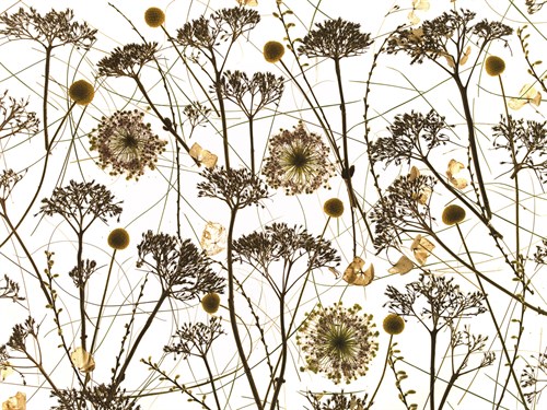 Pressed Hydrangea - Assaf Frank