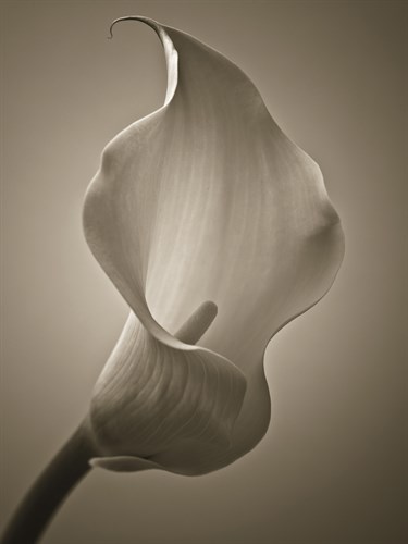 Calla Lily - Assaf Frank