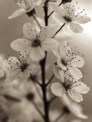 Blossom Cluster - Assaf Frank