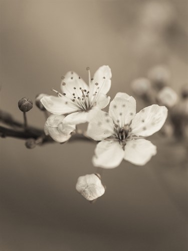 Blossom Duet - Assaf Frank