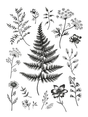 Herbarium - Lucy Francis