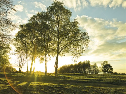 Sunlit Trees - Assaf Frank