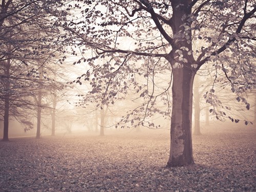 Through the Mist - Assaf Frank