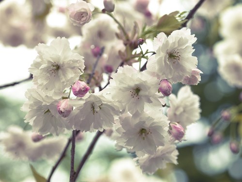 Floral Fancy - Assaf Frank
