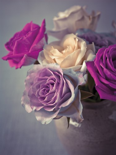 Vintage Rosa - Assaf Frank