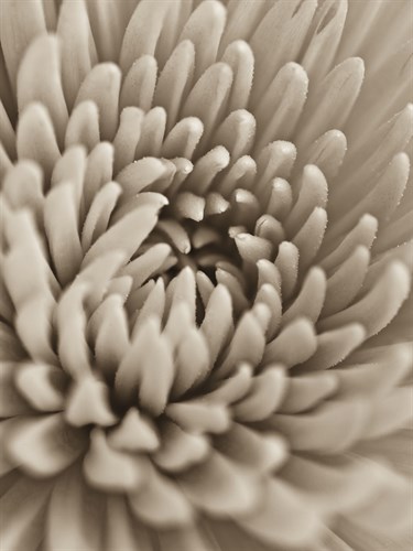 Chrysanthemum Flower - Assaf Frank