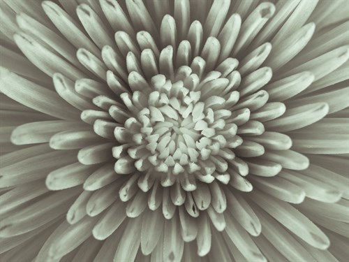 Chrysanthemum Floral - Assaf Frank