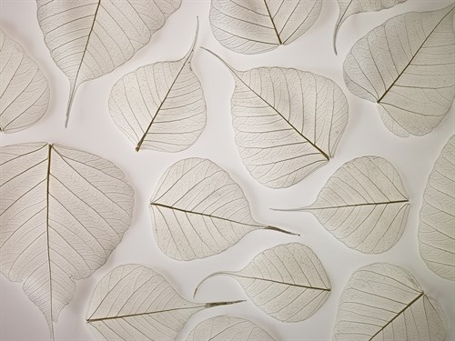 Tracery - Assaf Frank