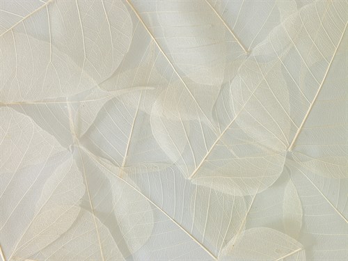 Filigree - Assaf Frank