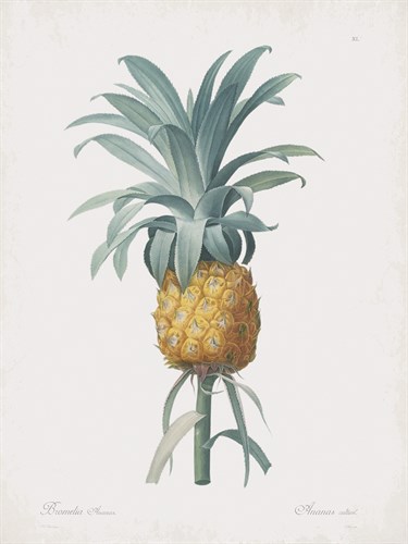 Bromelia Ananas - Pierre Joseph Redoute
