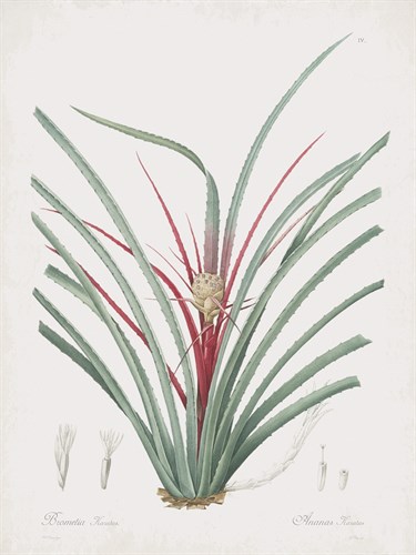 Bromelia Karatas - Pierre Joseph Redoute