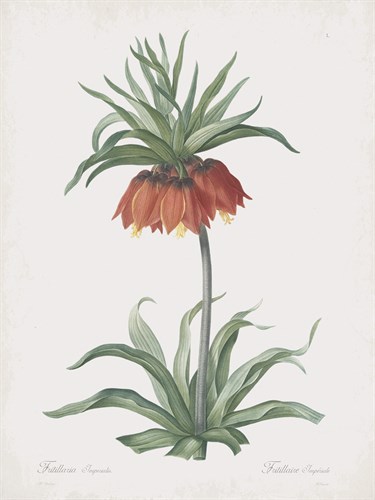 Fritillaria Imperialis - Pierre Joseph Redoute