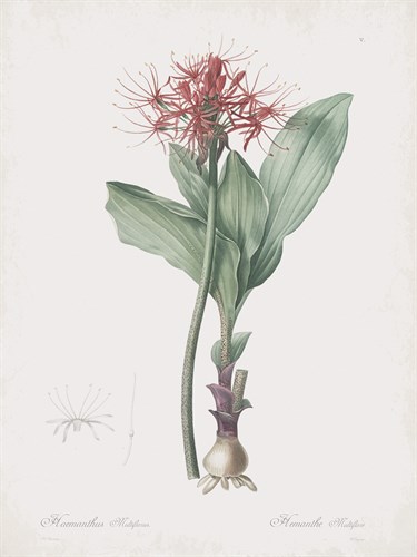 Haemanthus Multiflorus - Pierre Joseph Redoute