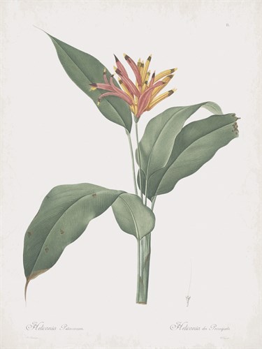 Heliconia Psitaccorum - Pierre Joseph Redoute