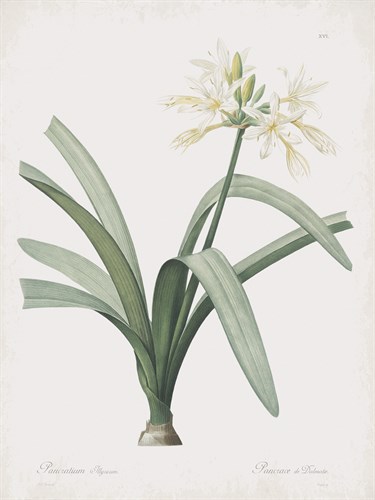 Pancratium Illyricum - Pierre Joseph Redoute
