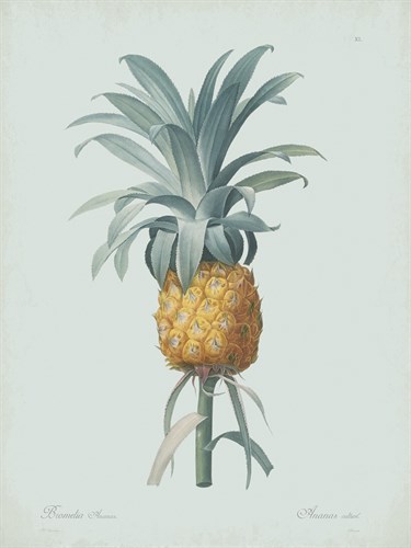 Bromelia Ananas - Celadon - Pierre Joseph Redoute