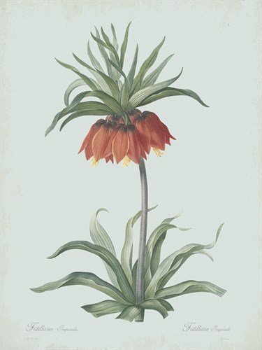 Fritillaria Imperialis - Celadon - Pierre Joseph Redoute