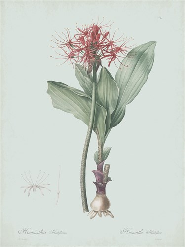 Haemanthus Multiflorus - Celadon - Pierre Joseph Redoute