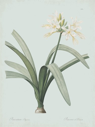 Pancratium Illyricum - Celadon - Pierre Joseph Redoute