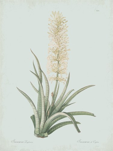 Sansevieria Zeylancia - Celadon - Pierre Joseph Redoute