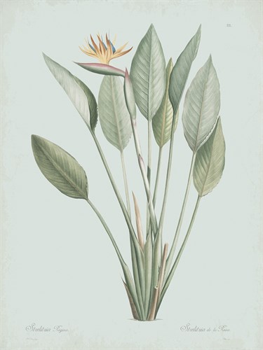 Strelitzia Regina - Celadon - Pierre Joseph Redoute