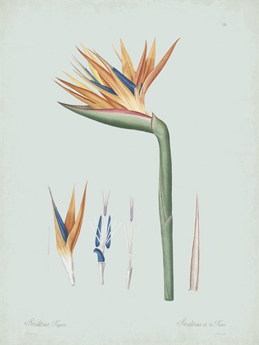 Strelitzia Regina Flos - Celadon - Pierre Joseph Redoute