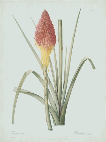 Tritoma Uvaria - Celadon - Pierre Joseph Redoute
