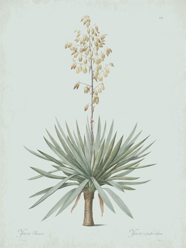 Yucca Gloriosa - Celadon - Pierre Joseph Redoute