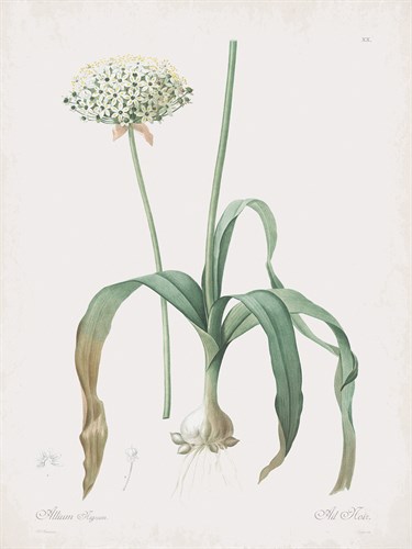 Allium Nigrum - Pierre Joseph Redoute
