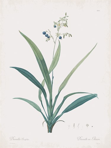 Dianella Ensifolia - Pierre Joseph Redoute