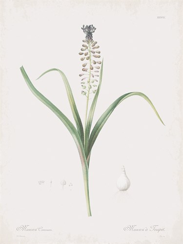 Muscari Comosum - Pierre Joseph Redoute