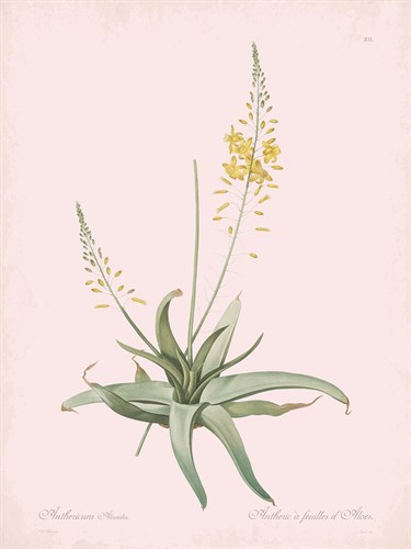 Anthericum Alooides - Rose - Pierre Joseph Redoute