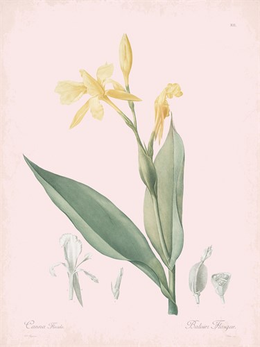 Canna Flaccida - Rose - Pierre Joseph Redoute