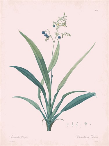 Dianella Ensifolia - Rose - Pierre Joseph Redoute