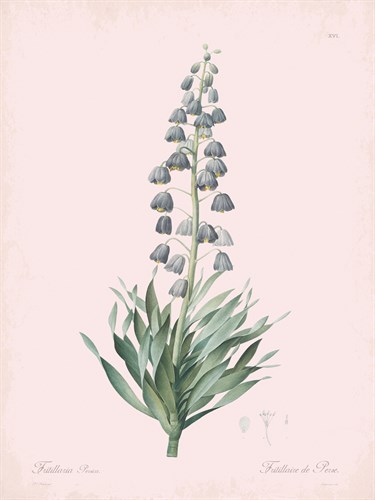 Fritillaria Persica - Rose - Pierre Joseph Redoute