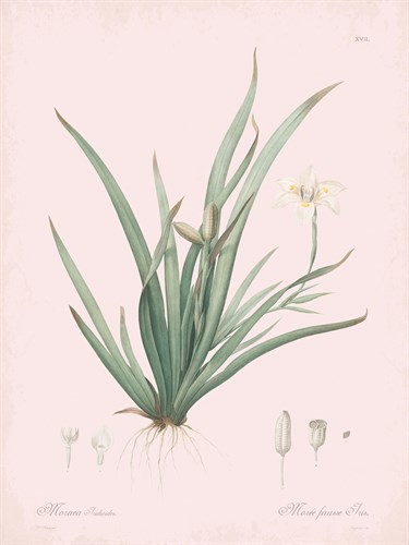 Moraea Iridioides - Rose - Pierre Joseph Redoute