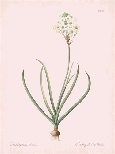 Ornithogalum Arabicum - Rose - Pierre Joseph Redoute