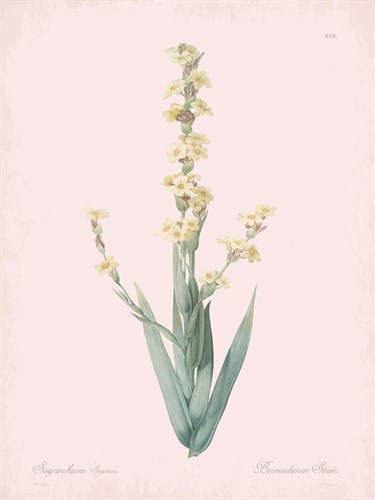Sisyrinchium Striatum - Rose - Pierre Joseph Redoute