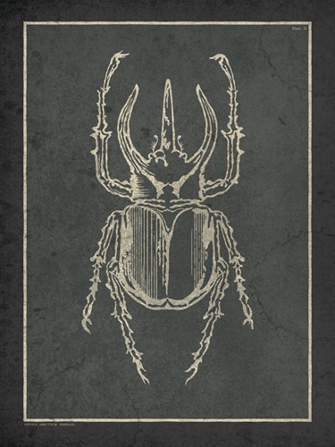 Historia Insectorum Generalis II - The Vintage Collection