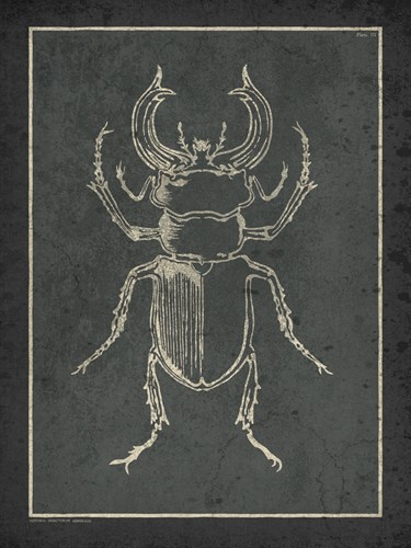 Historia Insectorum Generalis III - The Vintage Collection