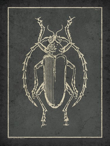 Historia Insectorum Generalis V - The Vintage Collection