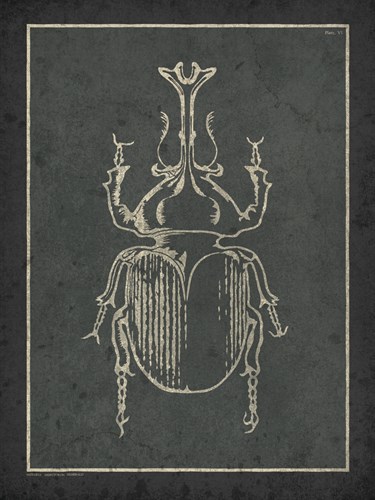 Historia Insectorum Generalis VI - The Vintage Collection