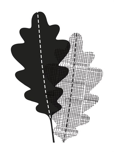 Graphic Oak - Sophie Ledesma