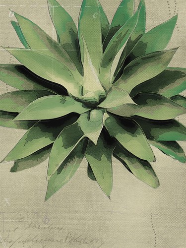 Botanical Study - The Vintage Collection