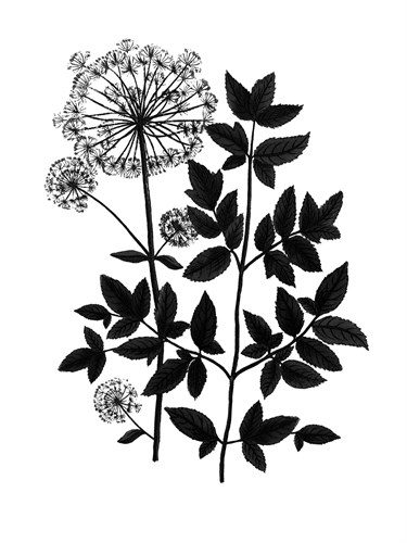 Botanica Angelica - Noir - The Vintage Collection