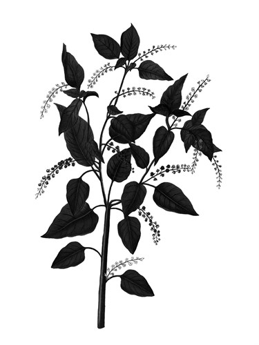 Botanica Baccifer - Noir - The Vintage Collection