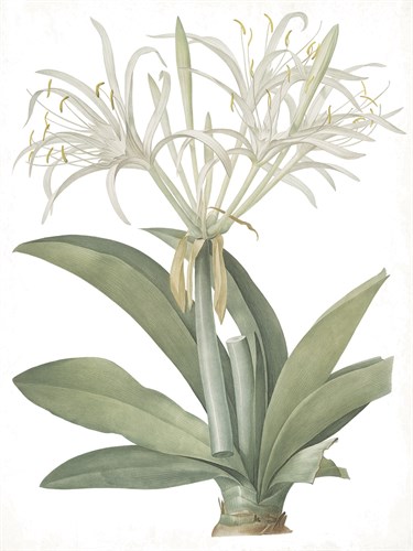 Pancratium Speciosum - Fair - Pierre Joseph Redoute